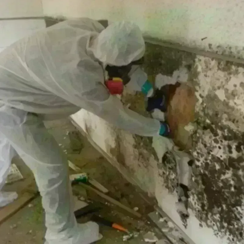 Mold Remediation and Removal in Marshall, NC